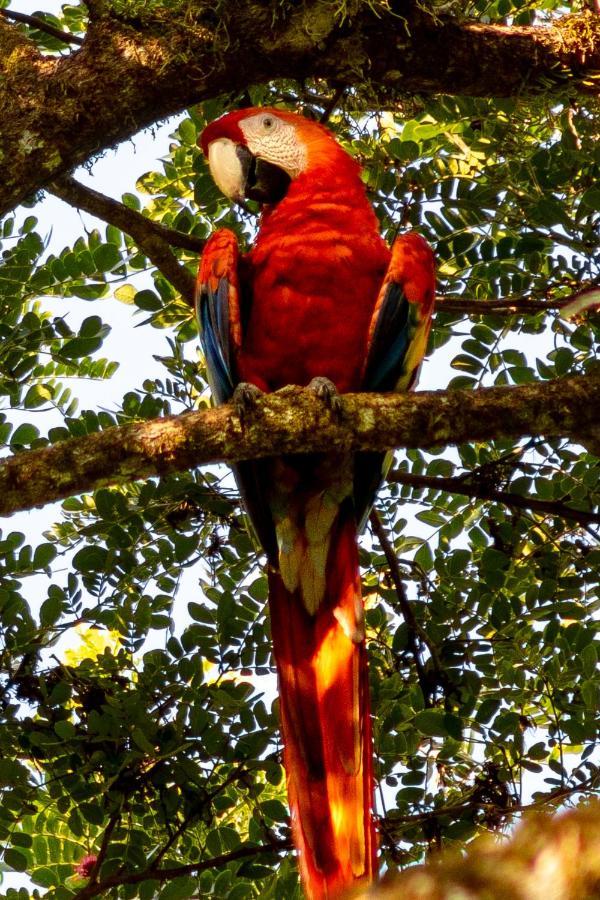 Oso De Osa Sierpe Exterior foto