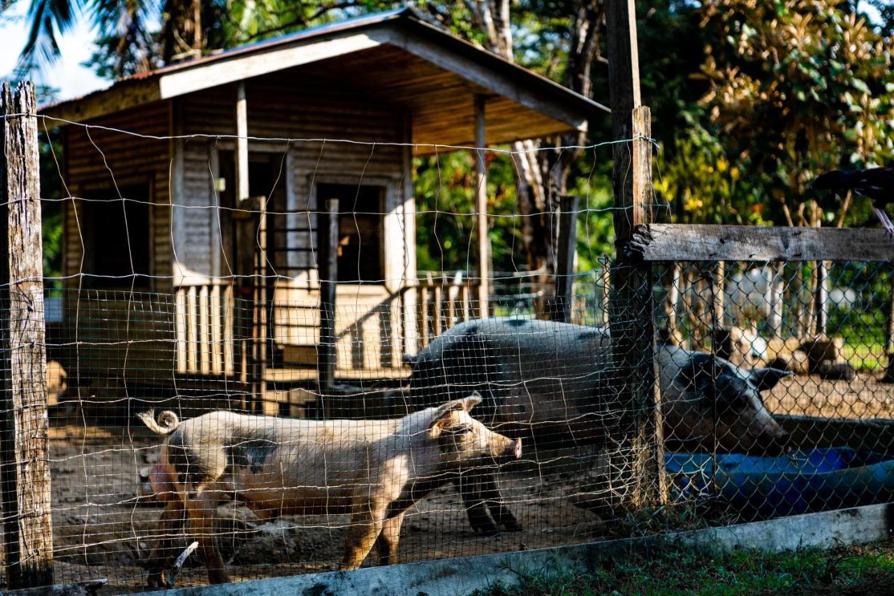 Oso De Osa Sierpe Exterior foto