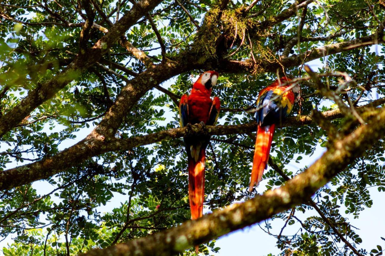 Oso De Osa Sierpe Exterior foto