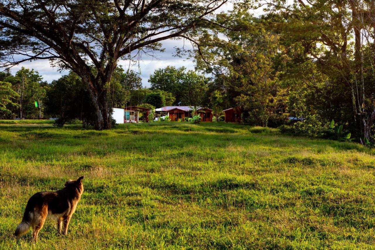 Oso De Osa Sierpe Exterior foto