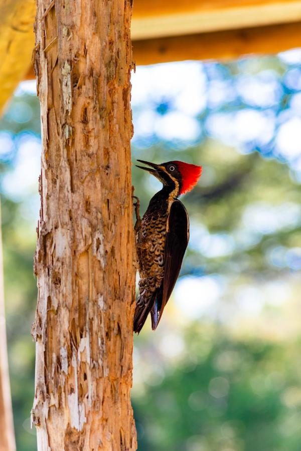 Oso De Osa Sierpe Exterior foto